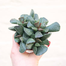 Load image into Gallery viewer, Adromischus Cooperi &#39;Plover Eggs Plant&#39;
