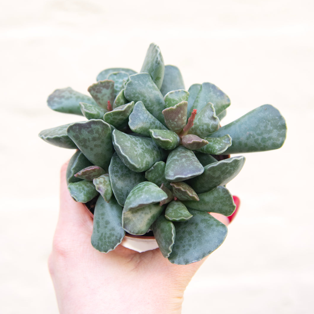 Adromischus Cooperi 'Plover Eggs Plant'