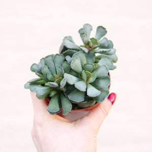 Adromischus Hemisphaericus 'Plover Eggs Plant'