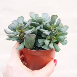 Adromischus Hemisphaericus 'Plover Eggs Plant'
