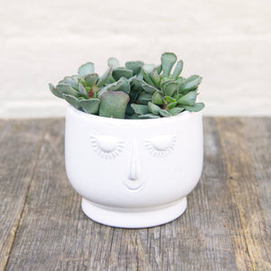 Adromischus Hemisphaericus 'Plover Eggs Plant'