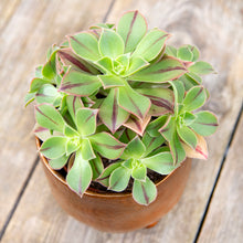 Load image into Gallery viewer, Aeonium Leucoblepharum &#39;Red Stripe&#39;
