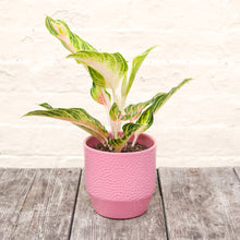 Load image into Gallery viewer, Aglaonema &#39;Coco Green&#39; (Chinese Evergreen)
