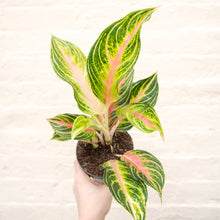Load image into Gallery viewer, Aglaonema &#39;Coco Green&#39; (Chinese Evergreen)
