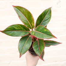 Load image into Gallery viewer, Aglaonema ‘Crete’ (Chinese Evergreen)
