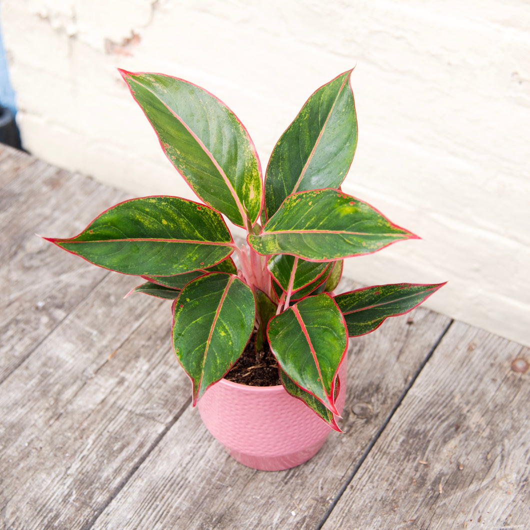 Aglaonema ‘Crete’ (Chinese Evergreen)