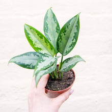 Load image into Gallery viewer, Aglaonema &#39;Jubilee Compacta&#39; (Chinese Evergreen)
