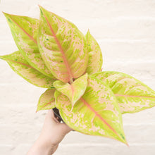 Load image into Gallery viewer, Aglaonema &#39;Pastella&#39; (Chinese Evergreen)
