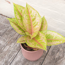 Load image into Gallery viewer, Aglaonema &#39;Pastella&#39; (Chinese Evergreen)
