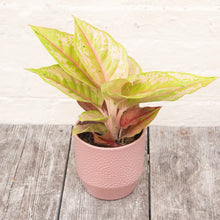 Load image into Gallery viewer, Aglaonema &#39;Pastella&#39; (Chinese Evergreen)
