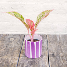 Load image into Gallery viewer, Aglaonema 'Prestige' (Chinese Evergreen)
