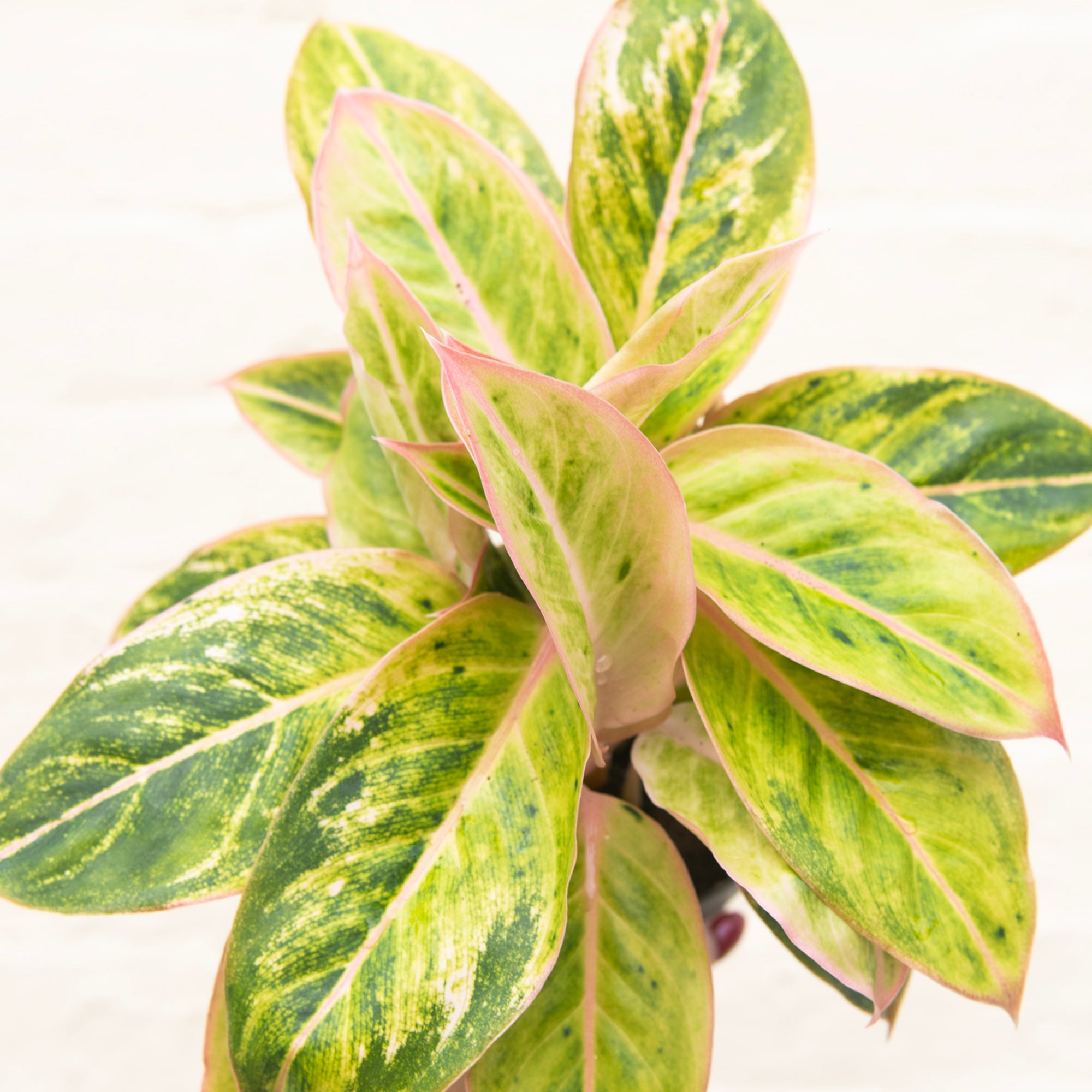 aglaonema salmon Aglaonema 'Salmon Fantasy' (Chinese Evergreen) – Moose Plant Shop
