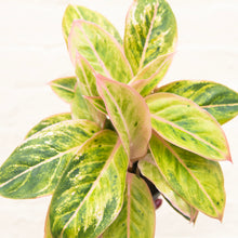 Load image into Gallery viewer, Aglaonema 'Salmon Fantasy' (Chinese Evergreen)

