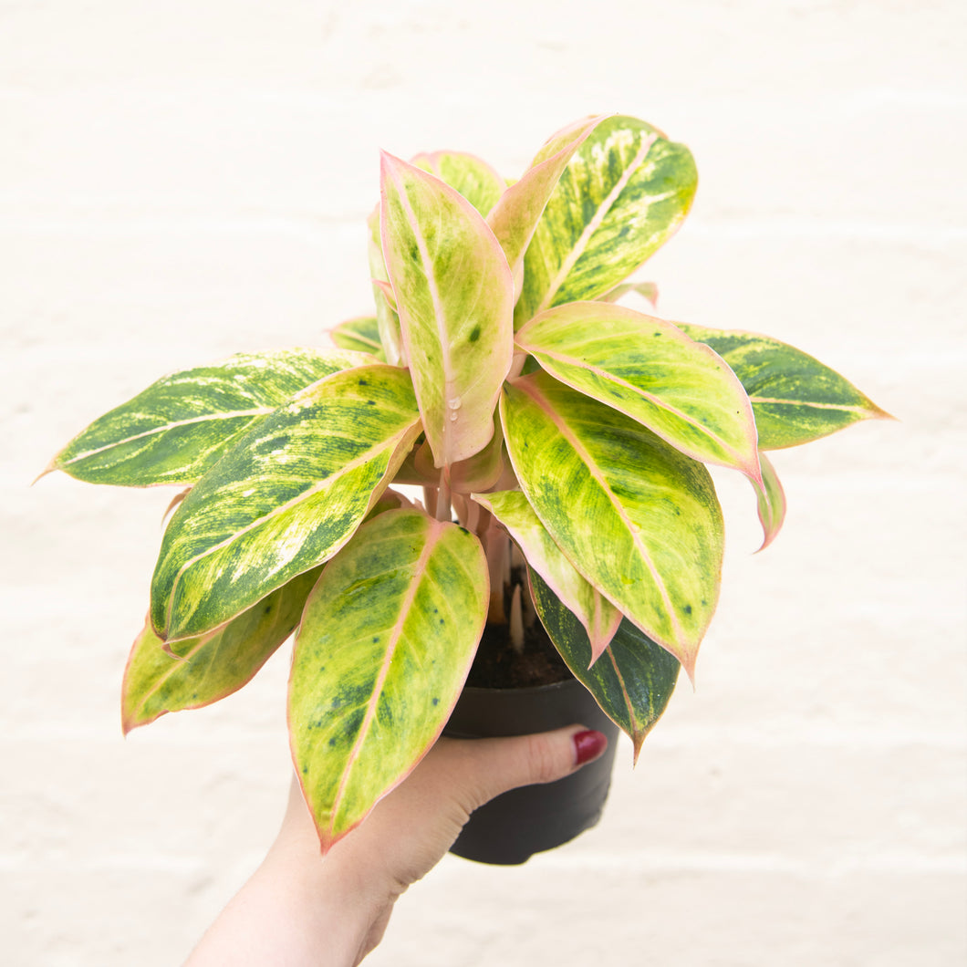 aglaonema salmon Aglaonema 'Salmon Fantasy' (Chinese Evergreen) – Moose Plant Shop