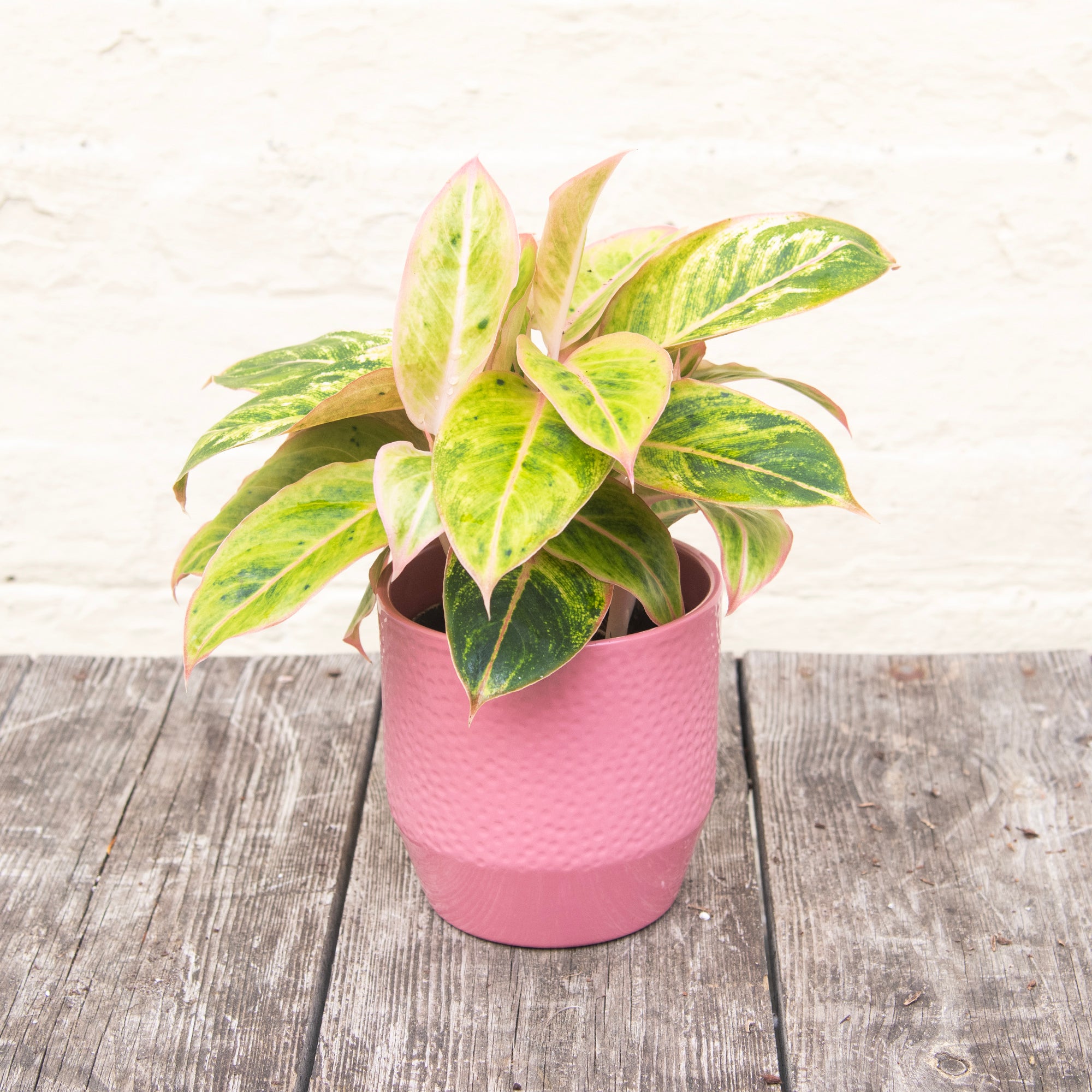 aglaonema uk Aglaonema 'Salmon Fantasy' (Chinese Evergreen) – Moose Plant Shop