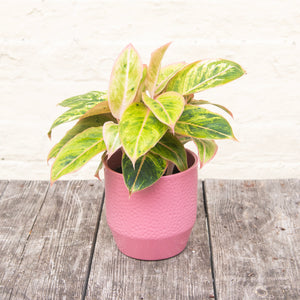 aglaonema salmon Aglaonema 'Salmon Fantasy' (Chinese Evergreen) – Moose Plant Shop