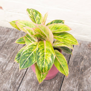 aglaonema salmon Aglaonema 'Salmon Fantasy' (Chinese Evergreen) – Moose Plant Shop