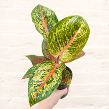 Load image into Gallery viewer, Aglaonema &#39;Spring Red&#39; (Chinese Evergreen)
