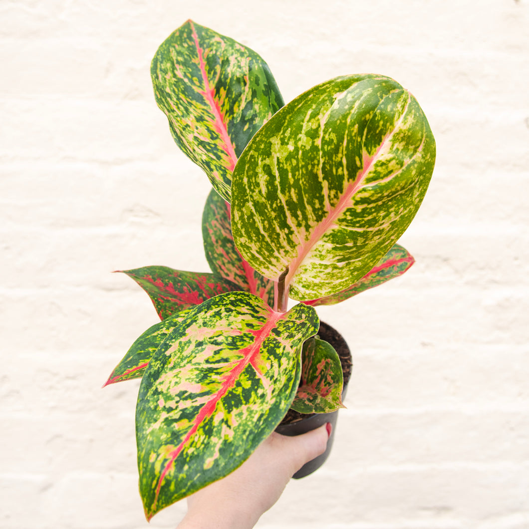 Aglaonema 'Spring Red' (Chinese Evergreen)