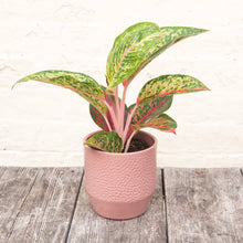 Load image into Gallery viewer, Aglaonema &#39;Spring Red&#39; (Chinese Evergreen)
