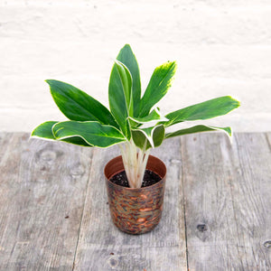Aglaonema 'White Lime' (Chinese Evergreen)