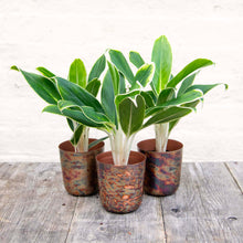 Load image into Gallery viewer, Aglaonema &#39;White Lime&#39; (Chinese Evergreen)
