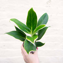 Load image into Gallery viewer, Aglaonema &#39;White Lime&#39; (Chinese Evergreen)
