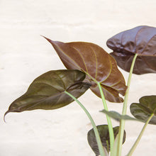 Load image into Gallery viewer, Alocasia Wentii ‘Hardy Elephant Ear’
