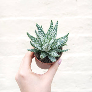 Aloe Humilis 'Shark'