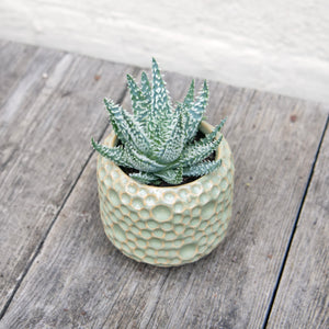 Aloe Humilis 'Shark'