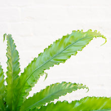 Load image into Gallery viewer, Large Asplenium Antiquum &#39;Osaka&#39; - Bird&#39;s Nest Fern
