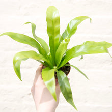 Load image into Gallery viewer, Asplenium Antiquum - Bird's Nest Fern
