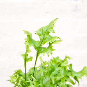 Asplenium 'Hawaiian Sunshine'