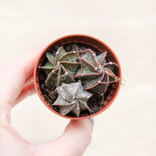 Load image into Gallery viewer, Astrophytum Capricorne &#39;Goat&#39;s Horn Cactus&#39;

