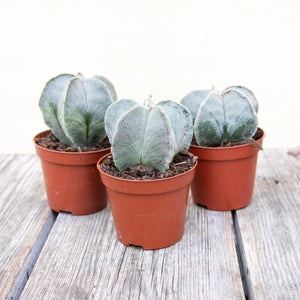 Astrophytum Myriostigma 'Bishop's Cap Cactus'