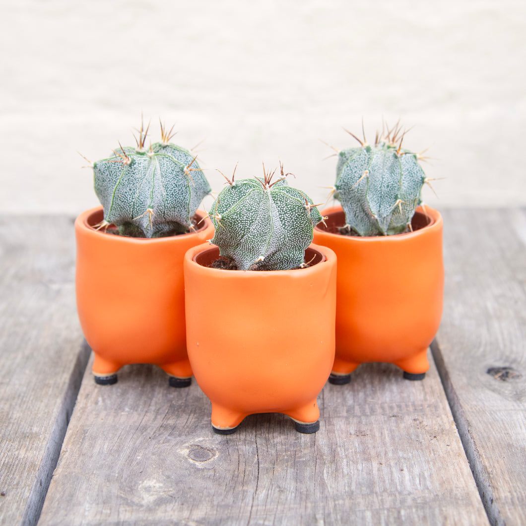 Astrophytum Ornatum 'Bishop's Cap Cactus'
