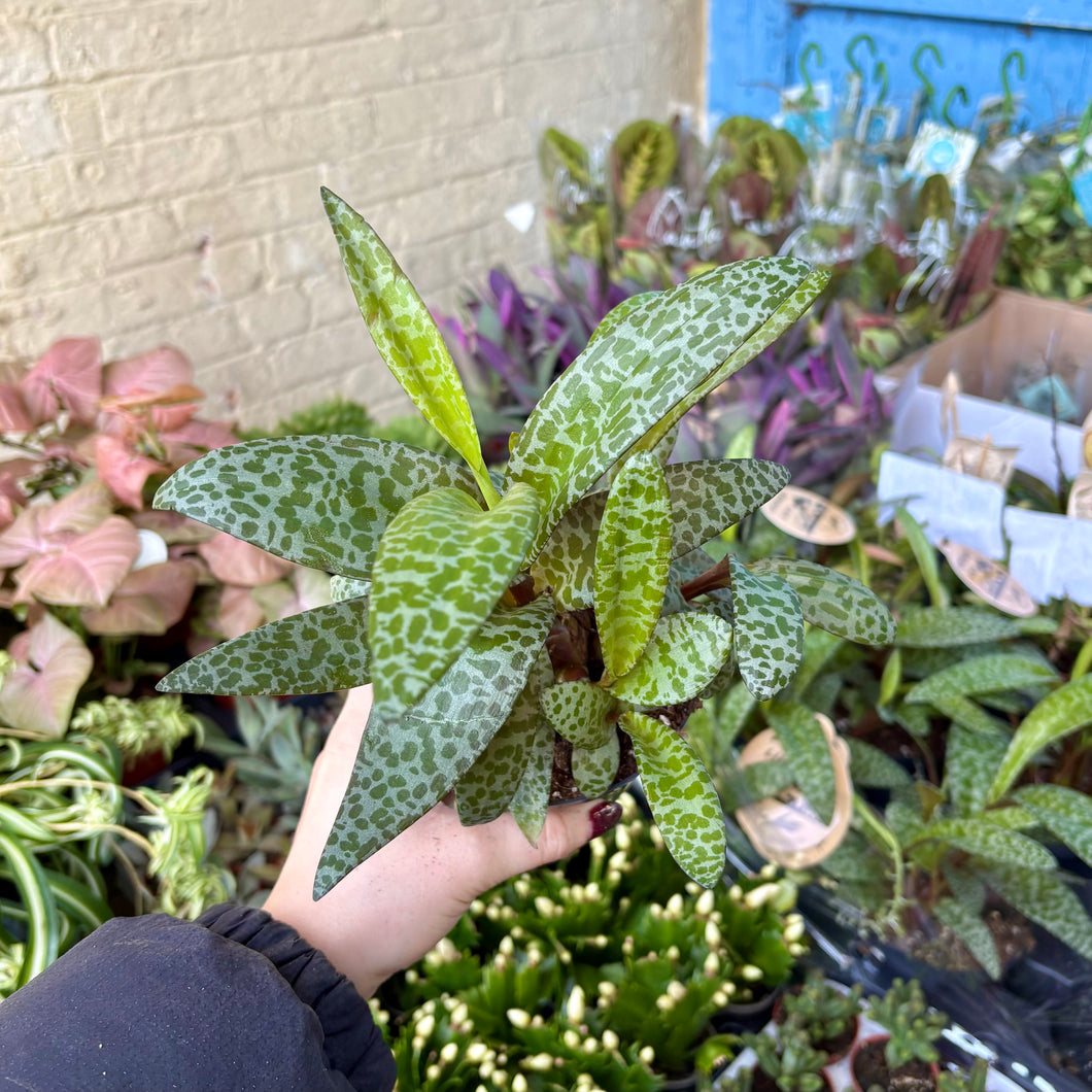 Ledebouria Socialis 'Silver Squill'