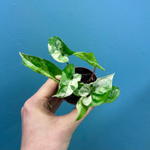 Load image into Gallery viewer, Syngonium Podophyllum Albo Variegata Rooted Cutting
