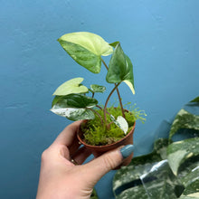 Load image into Gallery viewer, Syngonium Podophyllum Albo Variegata Propagation Pot
