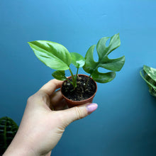 Load image into Gallery viewer, Rhaphidophora Tetrasperma 'Monstera Minima' Propagation Pot
