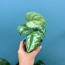 Load image into Gallery viewer, Scindapsus &#39;Trebie&#39; Rooted Cutting
