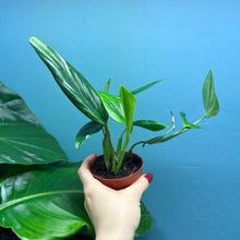 Load image into Gallery viewer, Monstera Standleyana &#39;Cobra Plant&#39;
