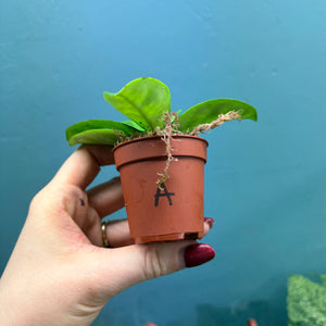 Hoya Krinkle 8 Propagation Pot