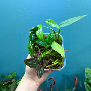 Propagation Bundle Tub 62 - Jewel Orchid, Hoya, Cebu Blue & Epiphyllum