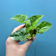 Load image into Gallery viewer, Syngonium Podophyllum Albo Variegata Rooted Cutting
