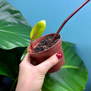 Philodendron 'Painted Lady'