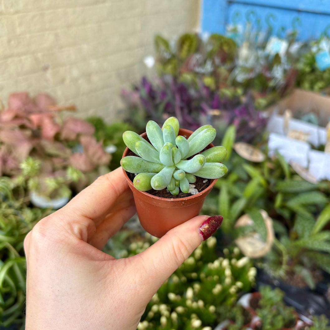 Graptosedum Pachyphyllum