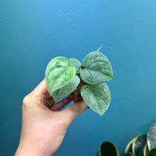 Load image into Gallery viewer, Scindapsus &#39;Silvery Ann&#39; Baby Plant
