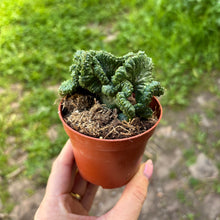 Load image into Gallery viewer, Euphorbia Enopla F. Cristata
