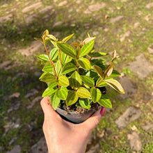 Load image into Gallery viewer, Peperomia Angulata &#39;Rocca Scuro&#39;
